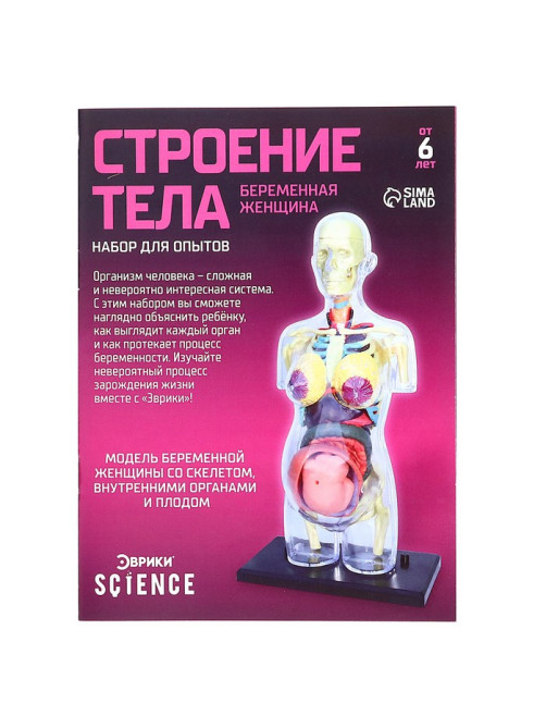Набор для опытов «Строение тела», беременная женщина