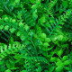 Декоративная панель, 60×40 см, «Самшит, Папоротник», Greengo