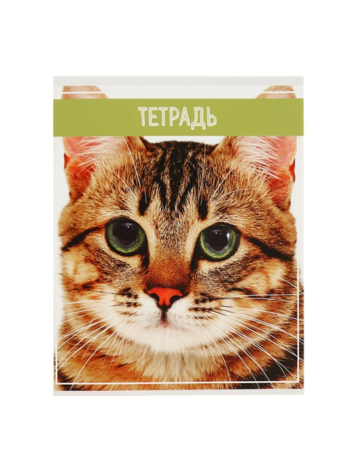 Комплект тетрадей из 5 штук (4 разные + 1 повторяющаяся), 36 листов в клетку Calligrata «Кошки», обложка мелованная бумага, блок №2, белизна 75% (серые листы)