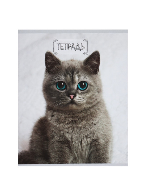 Набор тетрадей, 48 листов в клетку, Calligrata «Милые котята», серые листы, 5 штук