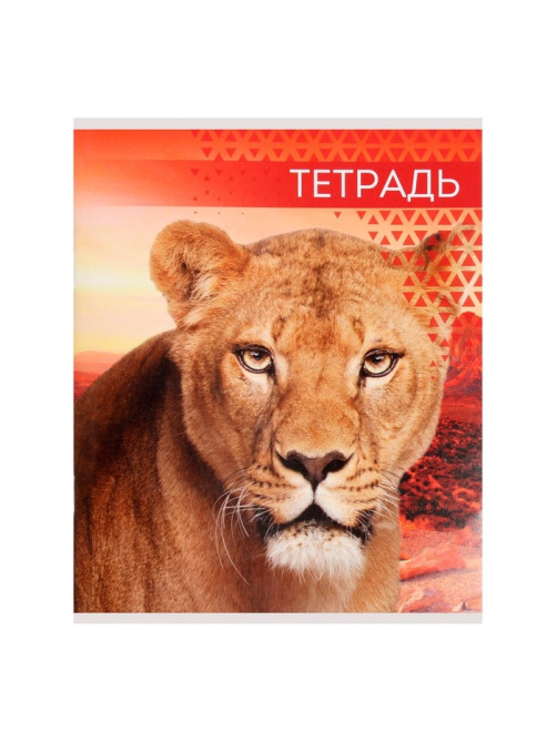 Тетрадь 48 листов в линейку, Calligrata «Дикие кошки», МИКС