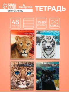 Тетрадь 48 листов в линейку, Calligrata «Дикие кошки», МИКС