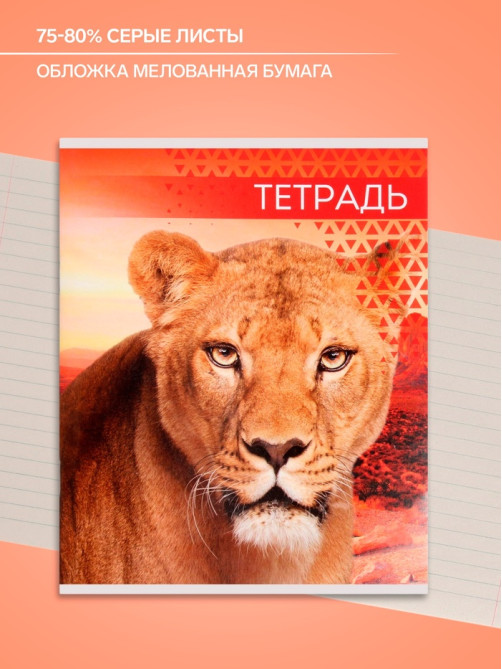 Тетрадь 48 листов в линейку, Calligrata «Дикие кошки», МИКС