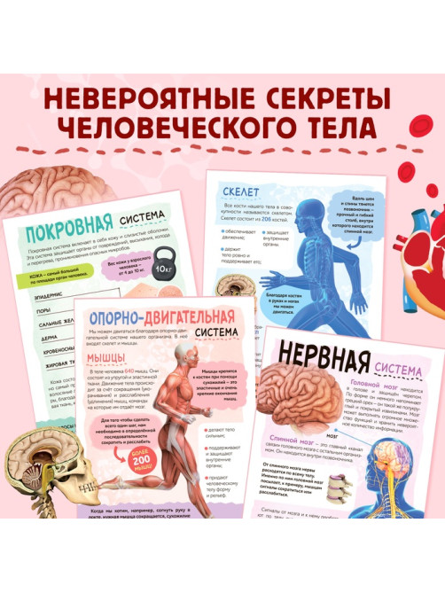 Энциклопедия с прозрачными страницами «Моё тело», 32 стр.