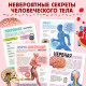 Энциклопедия с прозрачными страницами «Моё тело», 32 стр.