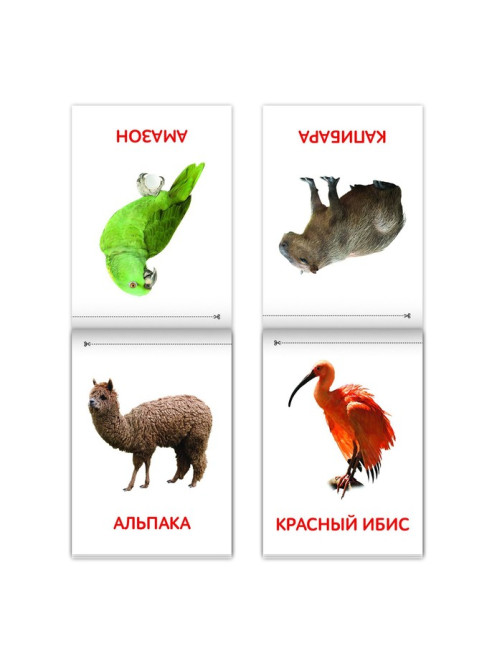 Книги «Карточки Домана. Животные материков», набор 6 шт. по 20 стр.