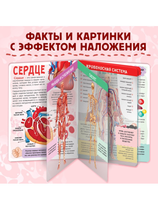 Энциклопедия с прозрачными страницами «Моё тело», 32 стр.