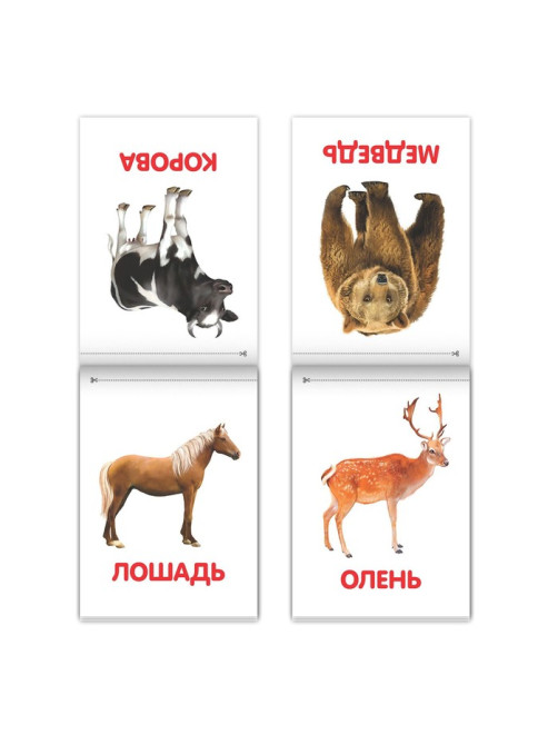 Книги «Карточки Домана на скрепке», набор, 8 шт. по 20 стр.