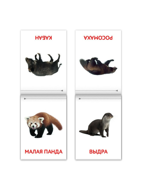 Книги «Карточки Домана. Животные материков», набор 6 шт. по 20 стр.