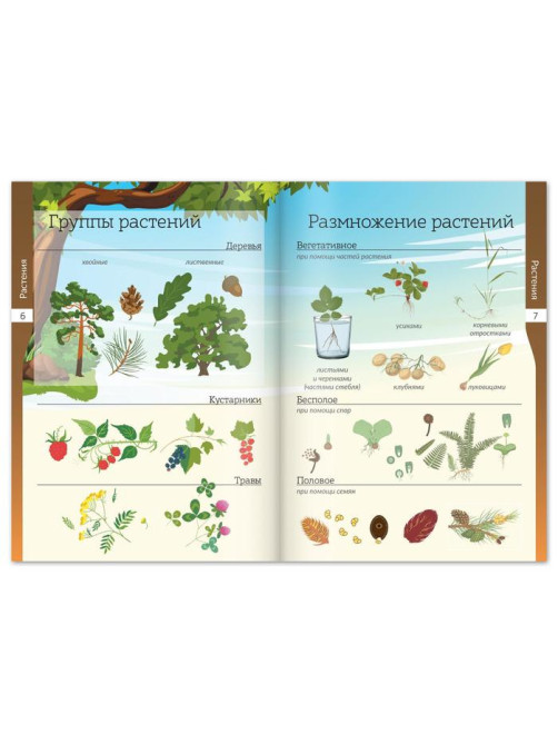 Книжки - шпаргалки «Мир природы и человека», набор 6 шт.