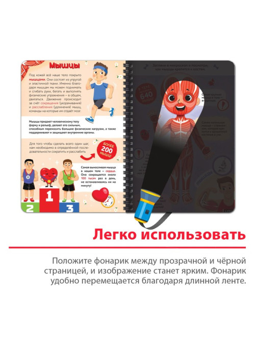 Умная книжка с фонариком «Моё тело». Свети и изучай, 30 стр.