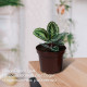 Горшок для рассады, 3 л, d=19 см, h=15 см, МИКС, Greengo