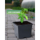 Горшок для рассады, 320 мл, 8×8×7 см, чёрный, Greengo