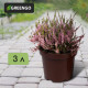Горшок для рассады, 3 л, d=19 см, h=15 см, МИКС, Greengo