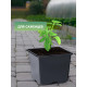 Горшок для рассады, 180 мл, 7×7×6.5 см, чёрный, Greengo