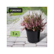 Горшок для рассады, 1 л, d=13 см, h=10.5 см, чёрный, Greengo