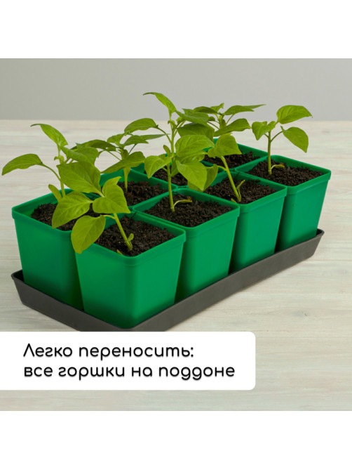 Набор для рассады: стаканы по 600 мл (8 шт.), поддон 36×18 см, цвет МИКС, Greengo
