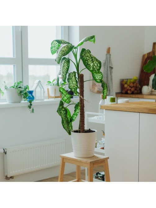 Опора для комнатных цветов, h=80 см, d=2.5 см, пластик, кокосовая оплётка, Greengo