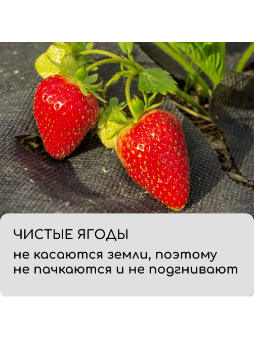 Материал мульчирующий, с перфорацией (4 ряда), 20×1.6 м, плотность 80 г/м², спанбонд с УФ-стабилизатором, чёрный, Greengo, Эконом 30%