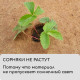 Мульча кокосовая в рулоне, 3×0.75 м, Greengo
