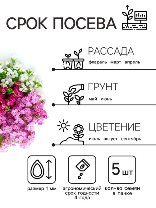 Семена цветов Алиссум «Ежевичные меренги», 5 шт., «Рецепты дедушки Никиты»