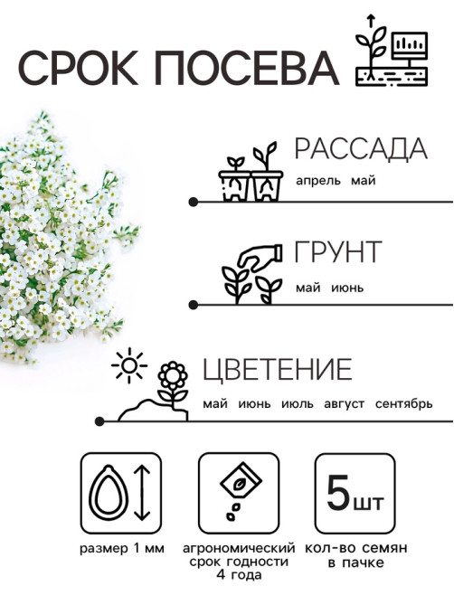 Семена цветов Алиссум «Снежные узоры», 0.1 г, «Рецепты дедушки Никиты»