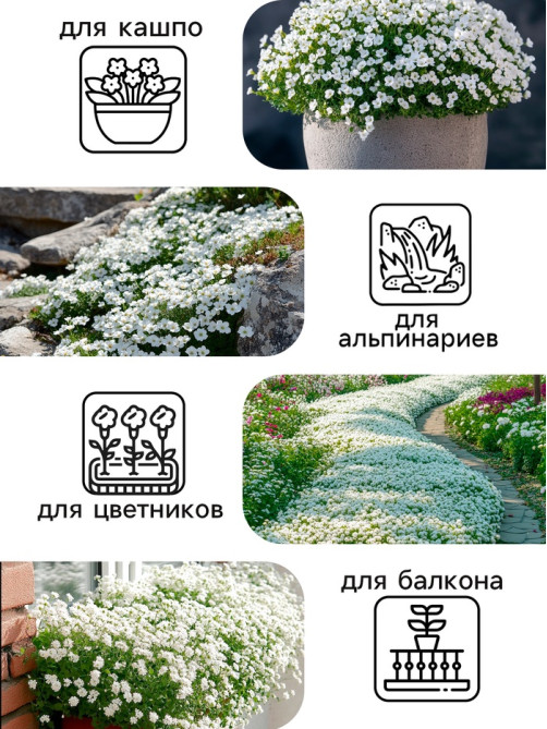 Семена цветов Алиссум «Снежные узоры», 0.1 г, «Рецепты дедушки Никиты»