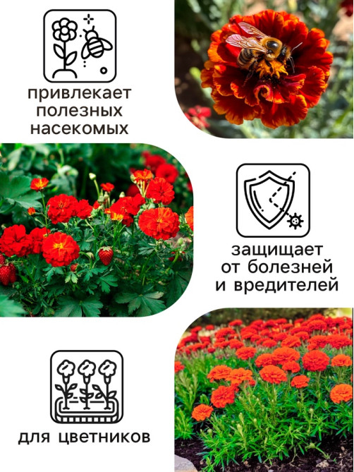 Семена цветов Бархатцы отклонённые «Мерседес», 0.1 г, «Рецепты дедушки Никиты»