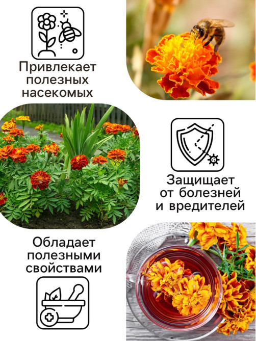 Семена цветов Бархатцы отклонённые «Петит», смесь, 0.3 г