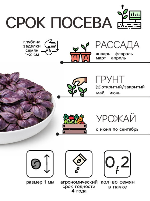 Семена Базилик овощной «Арарат», 0.2 г, «Рецепты дедушки Никиты»