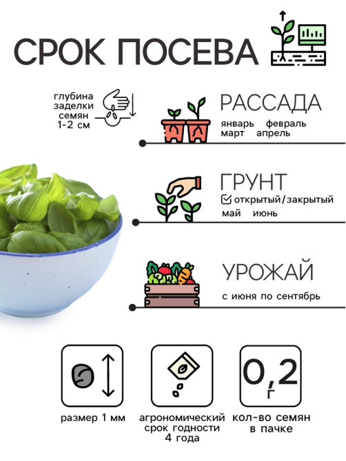 Семена Базилик «Крупнолистный», 0.2 г, «Рецепты дедушки Никиты»