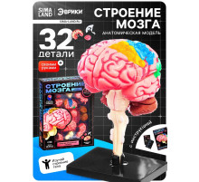 Набор для опытов «Строение мозга», анатомическая модель