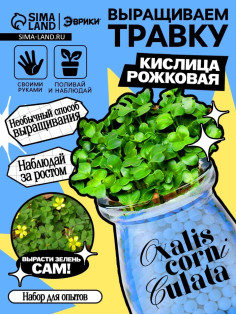 Набор для опытов «Выращиваем травку», своими руками, голубой
