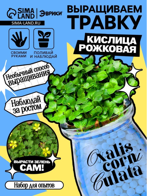 Набор для опытов «Выращиваем травку», своими руками, голубой