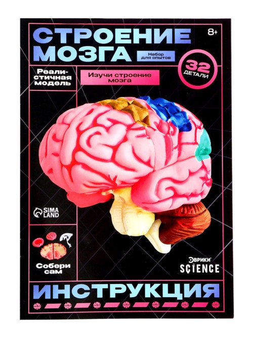 Набор для опытов «Строение мозга», анатомическая модель