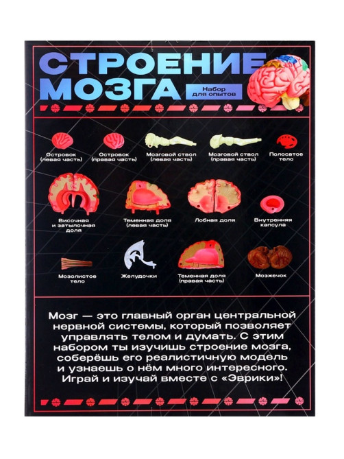 Набор для опытов «Строение мозга», анатомическая модель