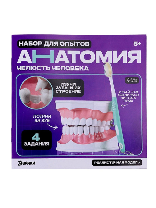 Набор для опытов «Анатомия», челюсть человека
