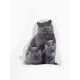 Подушка декоративная «Этель» Cat family, 40×33 см, велюр