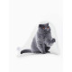 Подушка декоративная «Этель» British cat, 40×33 см, велюр