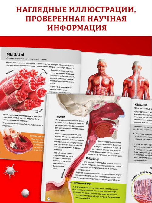 Энциклопедия в твёрдом переплёте «Строение тела человека», 128 стр.