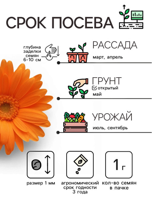 Семена цветов Календула «Радио», 0.3 г, «Рецепты дедушки Никиты»