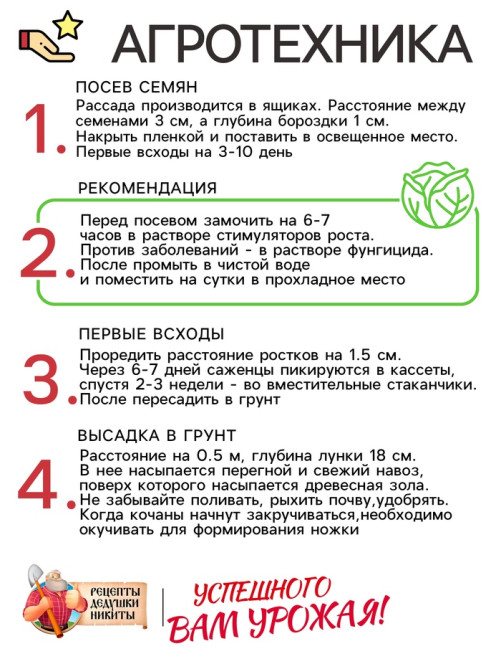 Семена Капуста цветная «Осенний гигант» 0.1 г, «Рецепты дедушки Никиты»