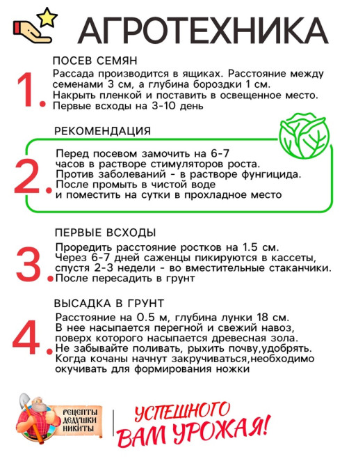 Семена Капуста белокочанная «Слава 1305», 0.5 г, среднеспелая, «Рецепты дедушки Никиты»