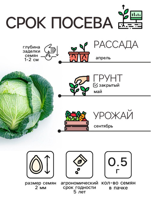 Семена Капуста белокочанная «Слава 1305», 0.5 г, среднеспелая, «Рецепты дедушки Никиты»