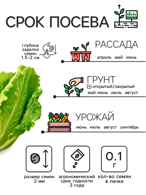Семена Капуста пекинская «Неженка», 0.1 г, ультраскороспелая, «Рецепты дедушки Никиты»