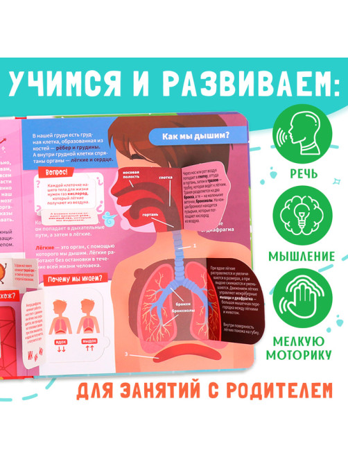 Книга с окошками «Как устроено моё тело?», 55 окошек, энциклопедия