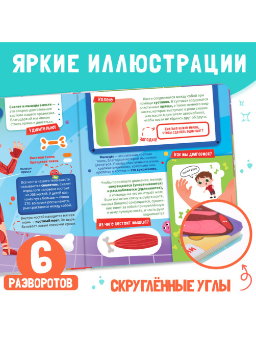 Книга с окошками «Как устроено моё тело?», 55 окошек, энциклопедия