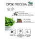 Семена Кориандр 