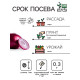 Семена Лук репчатый «Красный», 0.3 г, «Рецепты дедушки Никиты»