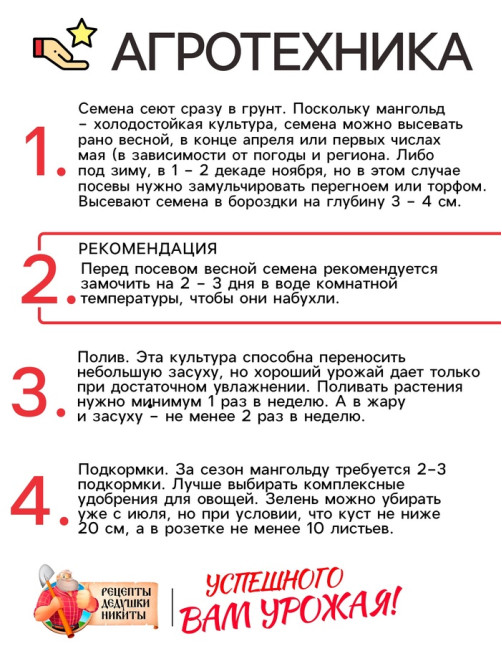 Семена Мангольд «Павлиний хвост», смесь, 1 г, однолетник, раннеспелый, «Рецепты дедушки Никиты»